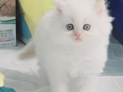 CFA Dollface Persian Kittens - Persian - Gallery Photo #1