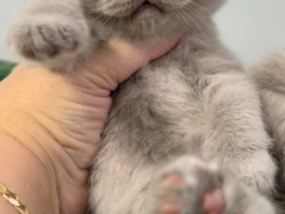 British Shorthair Lilac Female BRITISHKITNCAT - British Shorthair - Gallery Photo #1