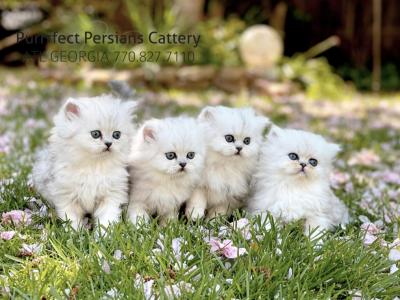 Purrrfect Persians - Persian - Gallery Photo #1