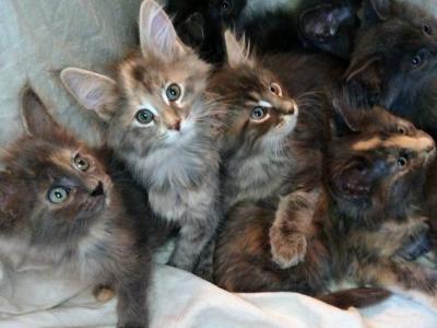 Enchanted Sky New Poly Babies - Maine Coon - Gallery Photo #1