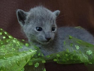 Kitten Boy In Green - Russian Blue - Gallery Photo #1