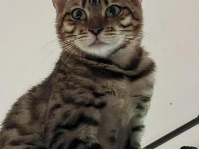 Adorable - Bengal - Gallery Photo #1