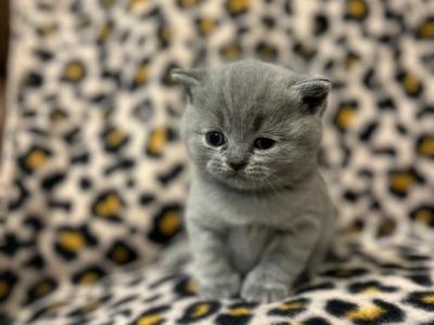 British Kittens - British Shorthair - Gallery Photo #1