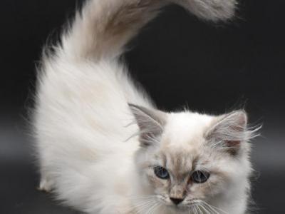 Siberian Kitten Female 2 - Siberian - Gallery Photo #1