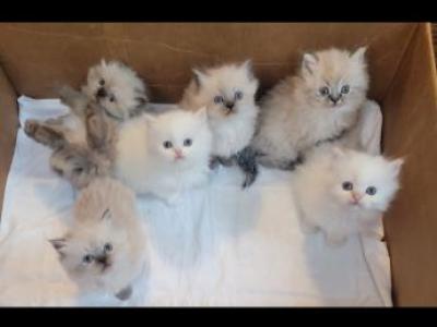 Gorgeous Dollface Persian Kittens - Persian - Gallery Photo #1