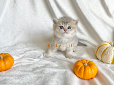 Blue Golden British Shorthaired Male - British Shorthair - Gallery Photo #1