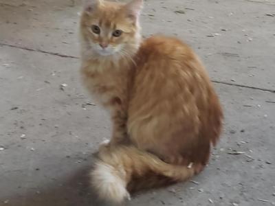 Long Hair Orange Kitten - American Longhair - Gallery Photo #1