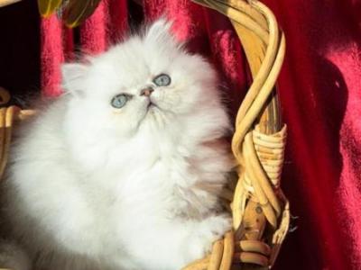 Beautiful Silver Shaded Chinchilla Doll Face Male - Persian - Gallery Photo #1