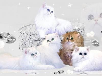 Silver Persian Litter - Persian - Gallery Photo #1