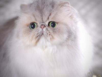 Silver & Golden Persian & British Kittens For Sale - Persian - Gallery Photo #1