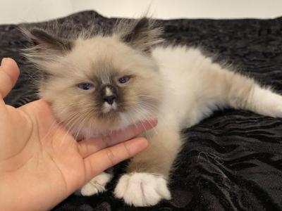 King Paco Seal Mitted With A Blaze - Ragdoll - Gallery Photo #1