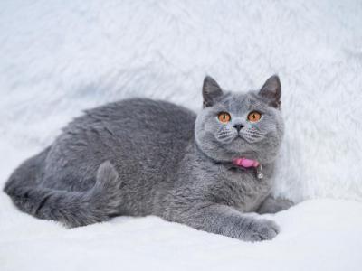 Lexi - British Shorthair - Gallery Photo #1