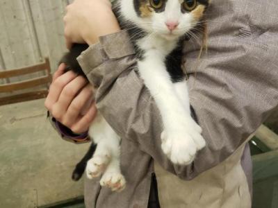 Polydactyl Calico Female - Polydactyl - Gallery Photo #1