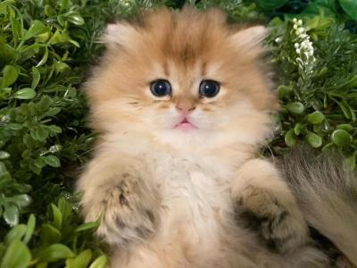 British Longhair Kittens - British Shorthair - Gallery Photo #1