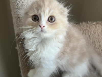 Leonardo - Scottish Fold - Gallery Photo #1