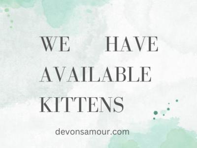 Available Kittens - Devon Rex - Gallery Photo #1