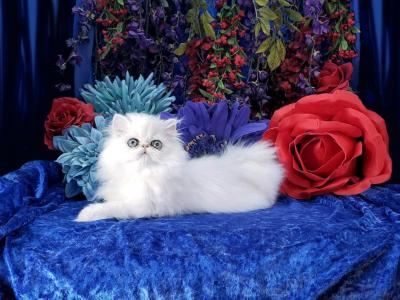 My Lord - Persian - Gallery Photo #1