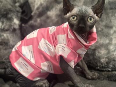 Female Sphynx Available - Sphynx - Gallery Photo #1