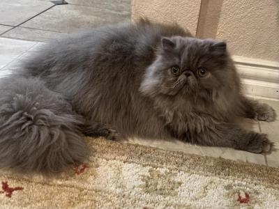 New Litter - Persian - Gallery Photo #1