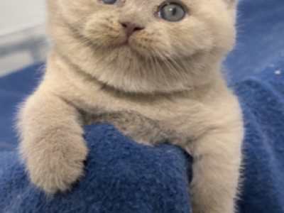 British Shorthair Fawn Male Available For Reservat - British Shorthair - Gallery Photo #1