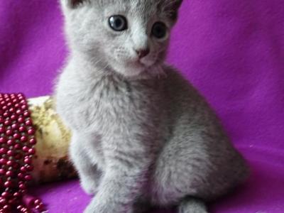 Blue Girl - Russian Blue - Gallery Photo #1