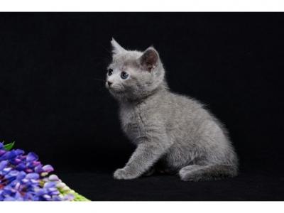 A Emelya - Russian Blue - Gallery Photo #1