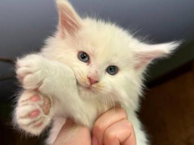 White Odd Eyed Gerl Mainecoon Sold - Maine Coon - Gallery Photo #1