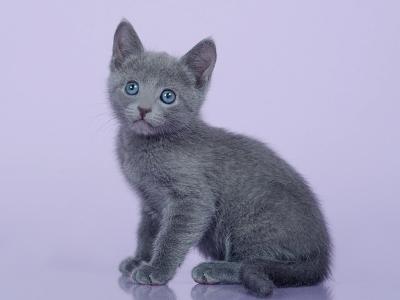 Russian Blue A Marcus - Russian Blue - Gallery Photo #1