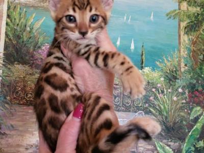 Bengal Kittens Available Now - Bengal - Gallery Photo #1