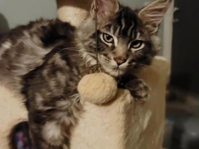 Silver Torti Male - Maine Coon - Gallery Photo #1