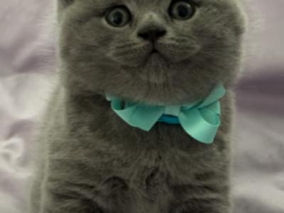 British Shorthair Blue Male Is Available For Reser - British Shorthair - Gallery Photo #1