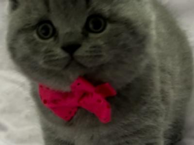 British Shorthair Blue Female For Reservation - British Shorthair - Gallery Photo #1