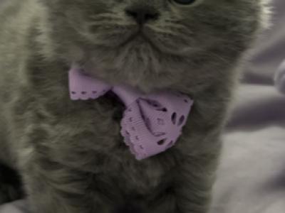 British Longhair Blue Male Is Available - British Shorthair - Gallery Photo #1