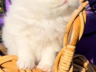 CFA Registered Blue Eyes Dollface White Persian - Persian - Gallery Photo #1