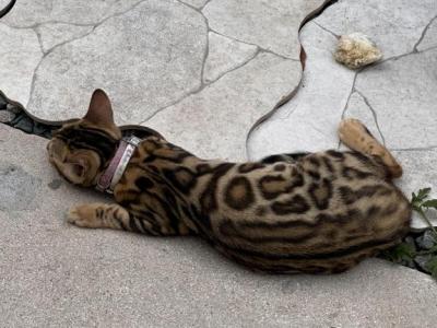 Chanelcoco - Bengal - Gallery Photo #1