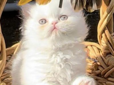 Gorgeous White Doll Face Male Available - Persian - Gallery Photo #1