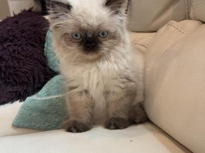 Litter B Updated Photos - Male & Female Himalayan Kittens For Sale In ...