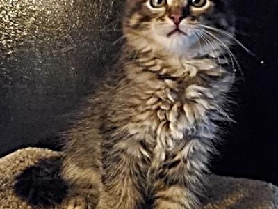 Kiki - Maine Coon - Gallery Photo #1