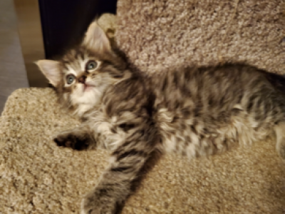Tiffany - Maine Coon - Gallery Photo #1