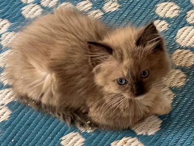 Chloe - Ragdoll - Gallery Photo #1