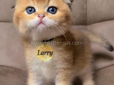 Larry Golden Ticked Chinchilla Scottish Fold Boy - Scottish Fold - Gallery Photo #1