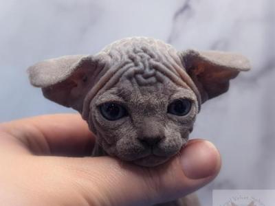 Sphynx - Sphynx - Gallery Photo #1