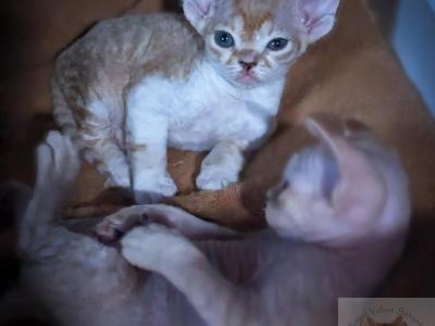 Devon Rex - Devon Rex - Gallery Photo #1