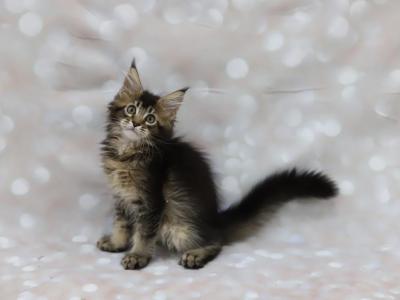 Logan - Maine Coon - Gallery Photo #1