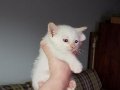 Flame Point - Siamese - Gallery Photo #1