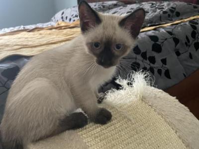 LiLi Litter Siamese - Siamese - Gallery Photo #1