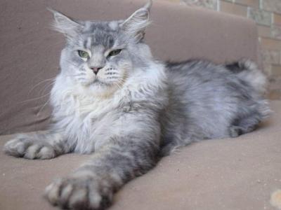 Alfreds Litter - Maine Coon - Gallery Photo #1