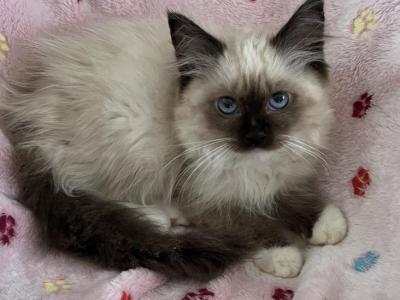 Cece - Ragdoll - Gallery Photo #1