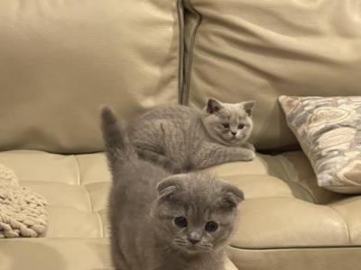 Scottish Playful Kittens - Scottish Fold - Gallery Photo #1