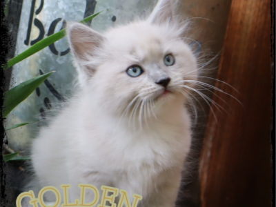 Golden Wheat Nicknamed Wheatheart - Ragdoll - Gallery Photo #1